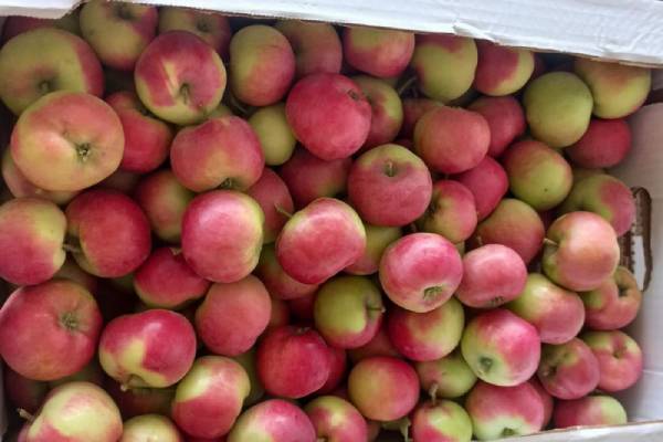 В Бурятию проверили партию из 19 тонн свежих яблок