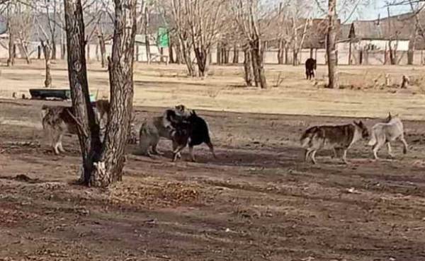 В райцентре в Бурятии жалуются на собак, которые гуляют сами по себе