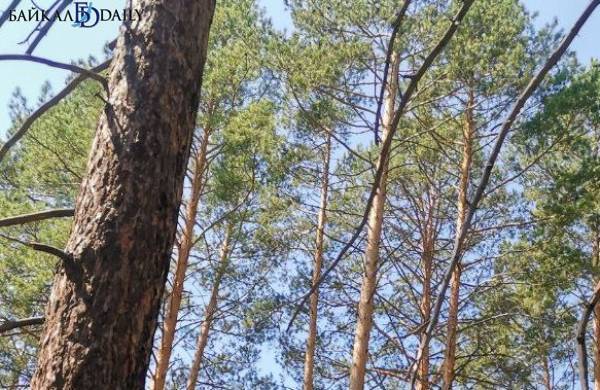 В Бурятии «чёрный» лесоруб выплатит 111 тысяч 