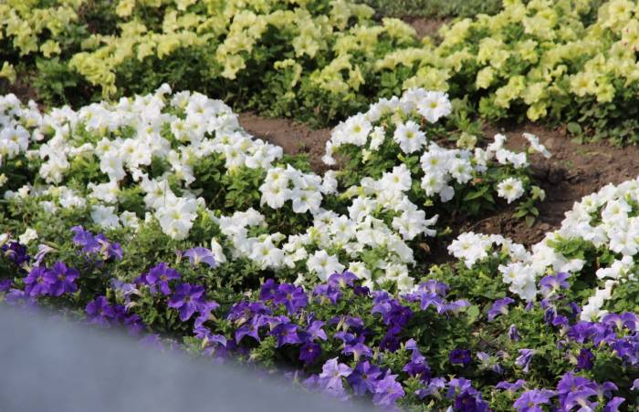 В Улан-Удэ цветы хотят высаживать миллионами | Байкал Daily - Новости ...