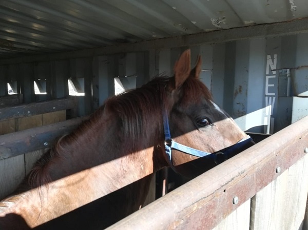 Лошадей из Забайкалья экспортируют в Монголию