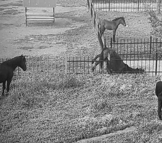 В Бурятии не смогли спасти повисшего на заборе коня 