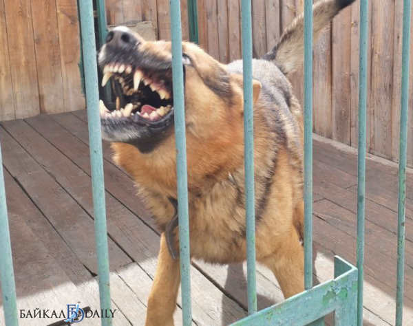 В Улан-Удэ хозяйские собаки за один день совершили три нападения