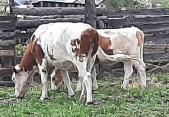 В районе Бурятии накажут владельцев коров, бродивших где попало