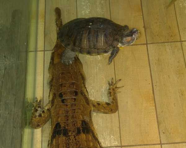 Иркутская зоогалерея показала фото «наглых» черепах 