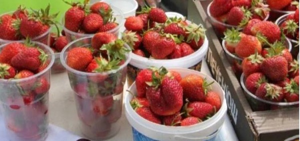 Размер имеет значение: В Бурятии выбрали самую большую клубнику