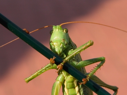 � ��������� ������� ������� ������������ ��� ����� ���� �������� ��������