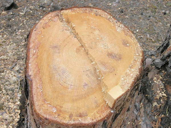 В Бурятии на лесосеке срубили деревьев больше разрешённого 