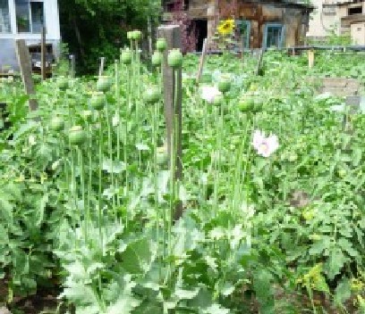 � ������� ���� ������ �������� � ����������� ����