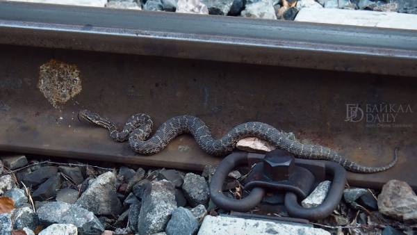 В Прибайкальском нацпарке туристы стали чаще встречать змей  