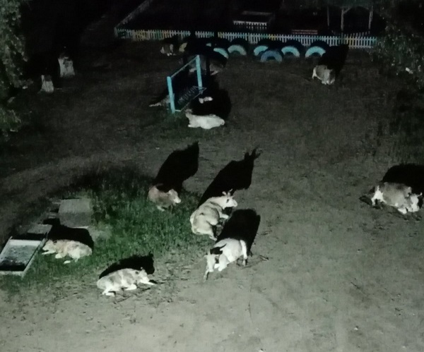 В Бурятии стадо коров устроило ночлег во дворе пятиэтажки 