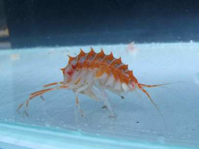 ��� ��������-2� ������ ������� ��������� ���������� ������� � ����� �������