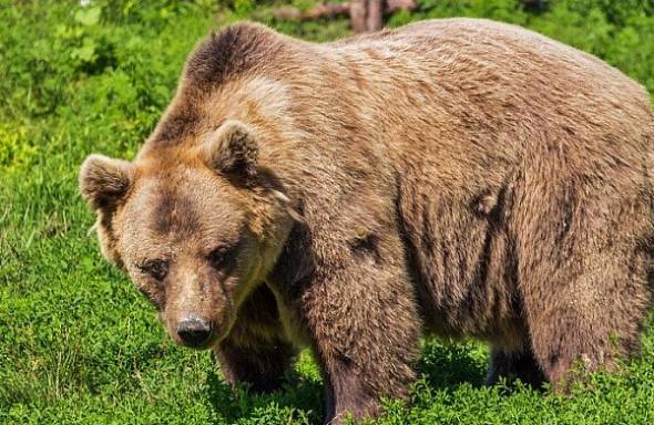 В Иркутской области медведь напал на сборщика черемши