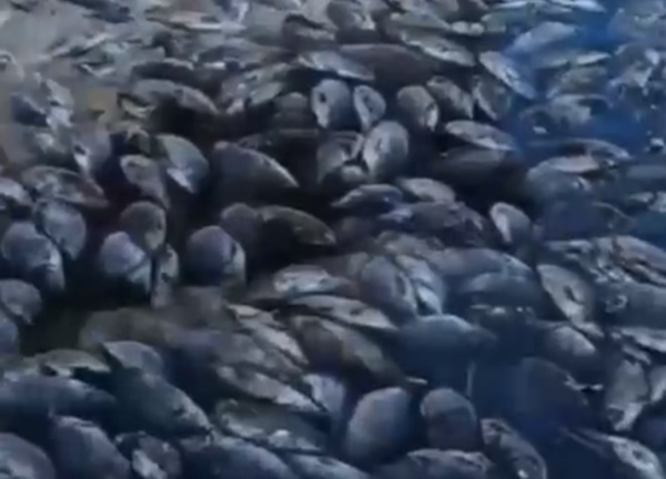 В Бурятии назвали предварительную причину массовой гибели рыбы 