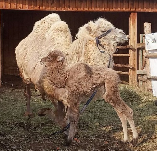 В Этнографическом музее в Улан-Удэ родились верблюжата