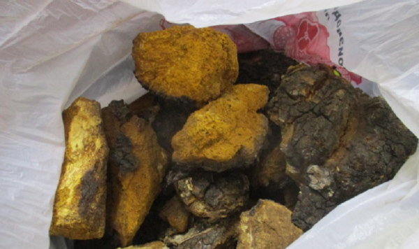 В Бурятии россиянину не разрешили вывезти в Монголию берёзовую чагу 