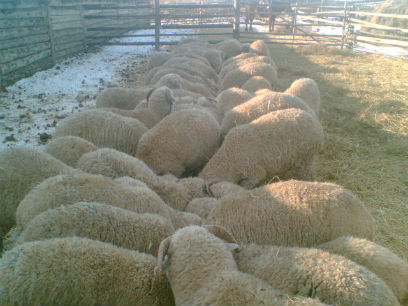 � ������� ������� 40-����� ����������� ������ ��������� ����