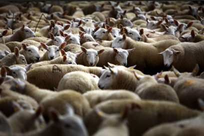 В Бурятии с «молотка» уйдёт более 950 голов скота