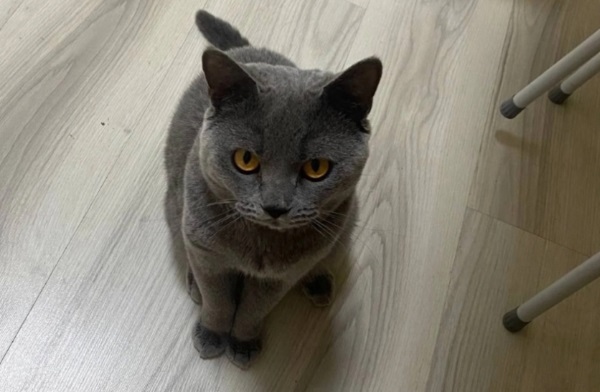 В Улан-Удэ ищут хозяев для уникального котика