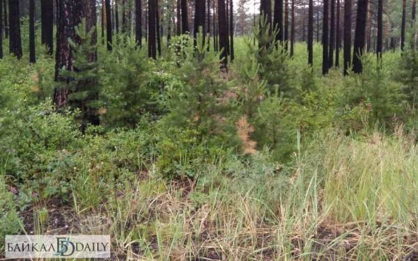 В Иркутской области с 6 октября закрыт пожароопасный сезон