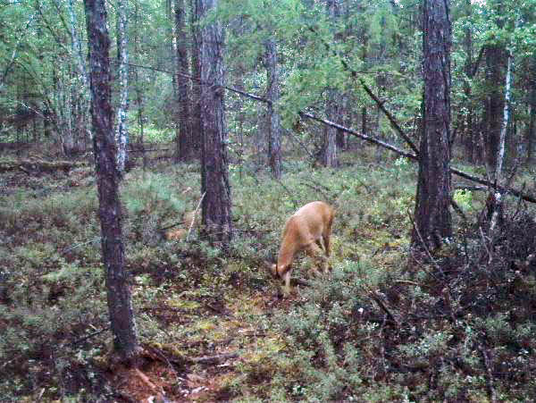 В Бурятии фотоловушка сняла косулю-«мигранта»
