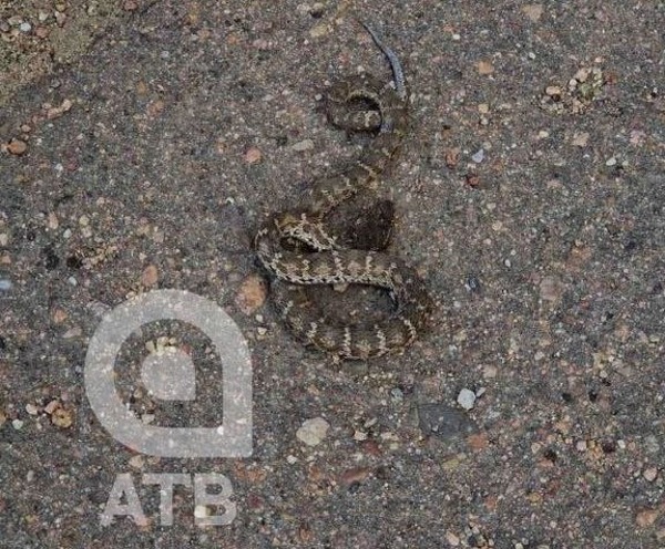 К жилому дому в Улан-Удэ приползла ядовитая змея