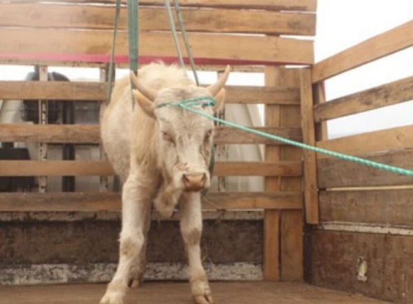 В пригородном районе Бурятии изловили оставшихся без присмотра бычков