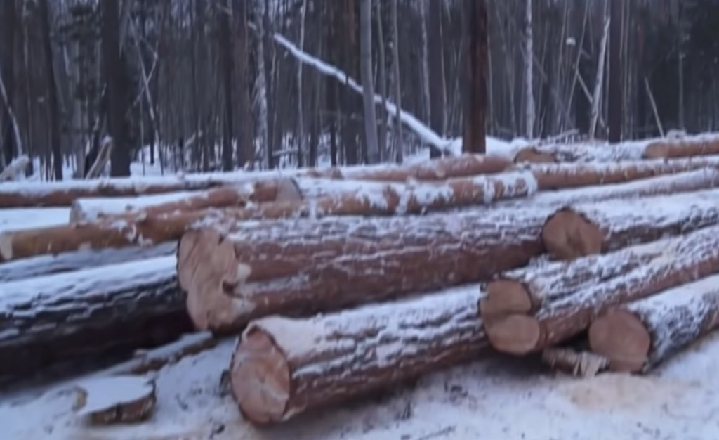 В Забайкалье фирма незаконно вырубила деревьев на 700 тысяч