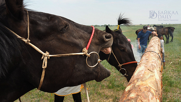В Улан-Удэ выявили незаконное катание на лошадях 