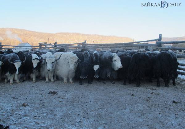 Профессор ВСГУТУ сравнил количество скота в Бурятии и Монголии