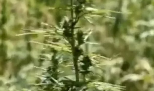 Поймали на поле с коноплей марихуана целебные свойства