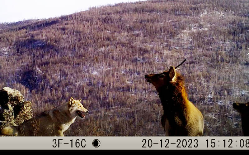 забайкальский марал. уссурийский заповедник изюбр. изюбрь дальневосточный. изюбрь в забайкалье. изюбрь забайкальский край.