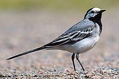 � ������� �������� ��������� ���������� - ����� ����