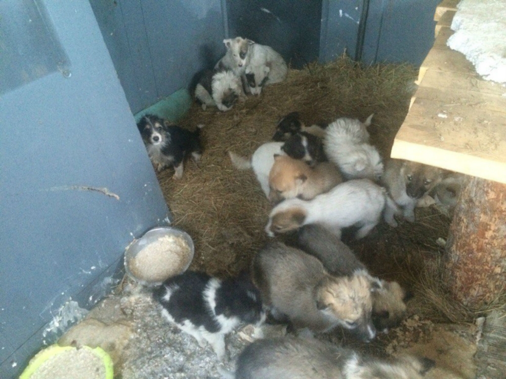 Приюты улан удэ. Собачий приют в Улан-Удэ. Приют для бездомных животных Улан-Удэ. Прютв Улан-Удэ для собак.