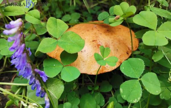 В Бурятии определили места для сбора валежника и дикоросов