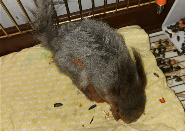 В Иркутске выжившую белку назвали Терминатором