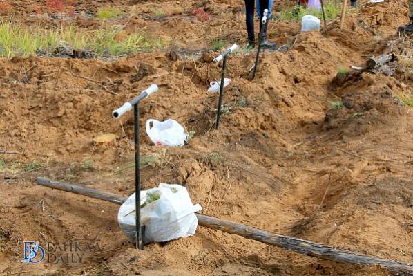 Улан-удэнцы высадят деревья на месте сгоревшего леса