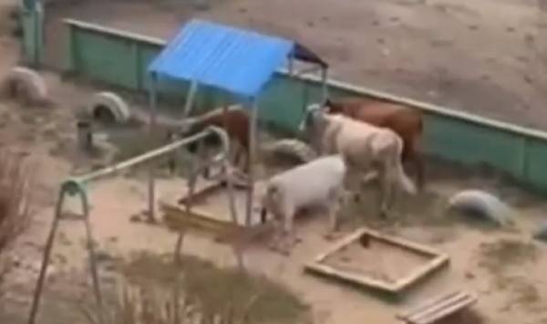 В Бурятии распоясавшиеся коровы оккупируют детские площадки