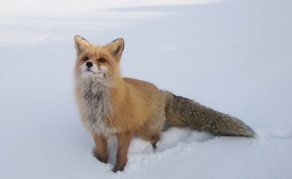 Лисицы в заповеднике в Бурятии увеличили патрулирование вдоль берега
