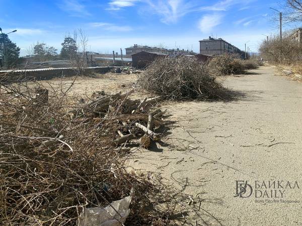 «Вредители какие-то»: Улан-удэнцев разгневала варварская обрезка деревьев