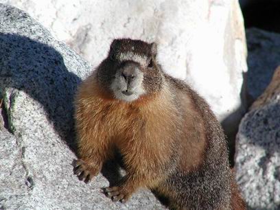 ������� ������������� ��� ����� � ������� �� ��������