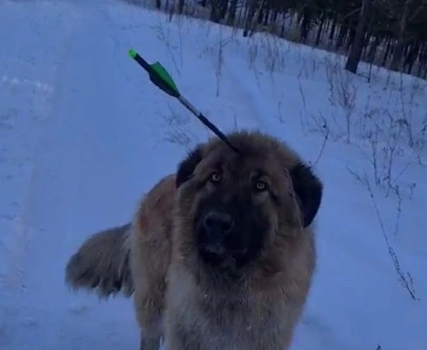 В Улан-Удэ спасают собаку с арбалетной стрелой в голове 