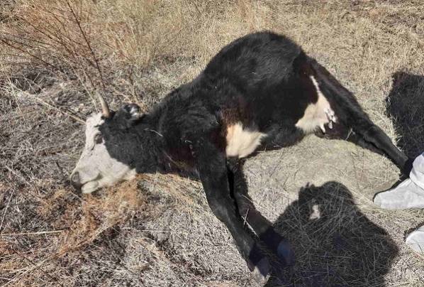 В Бурятии обезопасили участок, где нашли мёртвых коров и быка