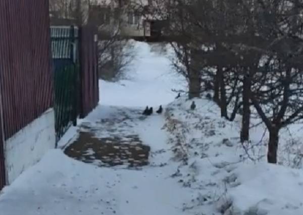 В Улан-Удэ бегали куропатки. Видео 