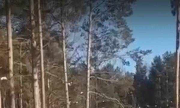 В Бурятии за неделю выявили семь незаконных рубок 