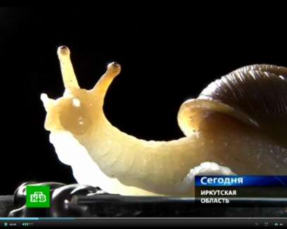 ���������� ������ � ������� ����������� � ��������