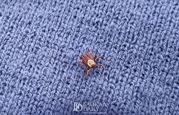 Жителей Бурятии призывают защитить собак от клещей