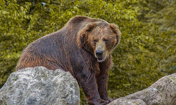 В Агинском округе медведь напал на местного жителя
