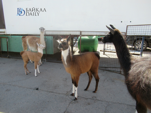 В Улан-Удэ из-за коронавируса застрял цирк