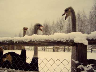 � ������������� ���� �������� ��������� �������